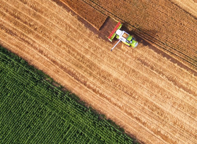 wheat